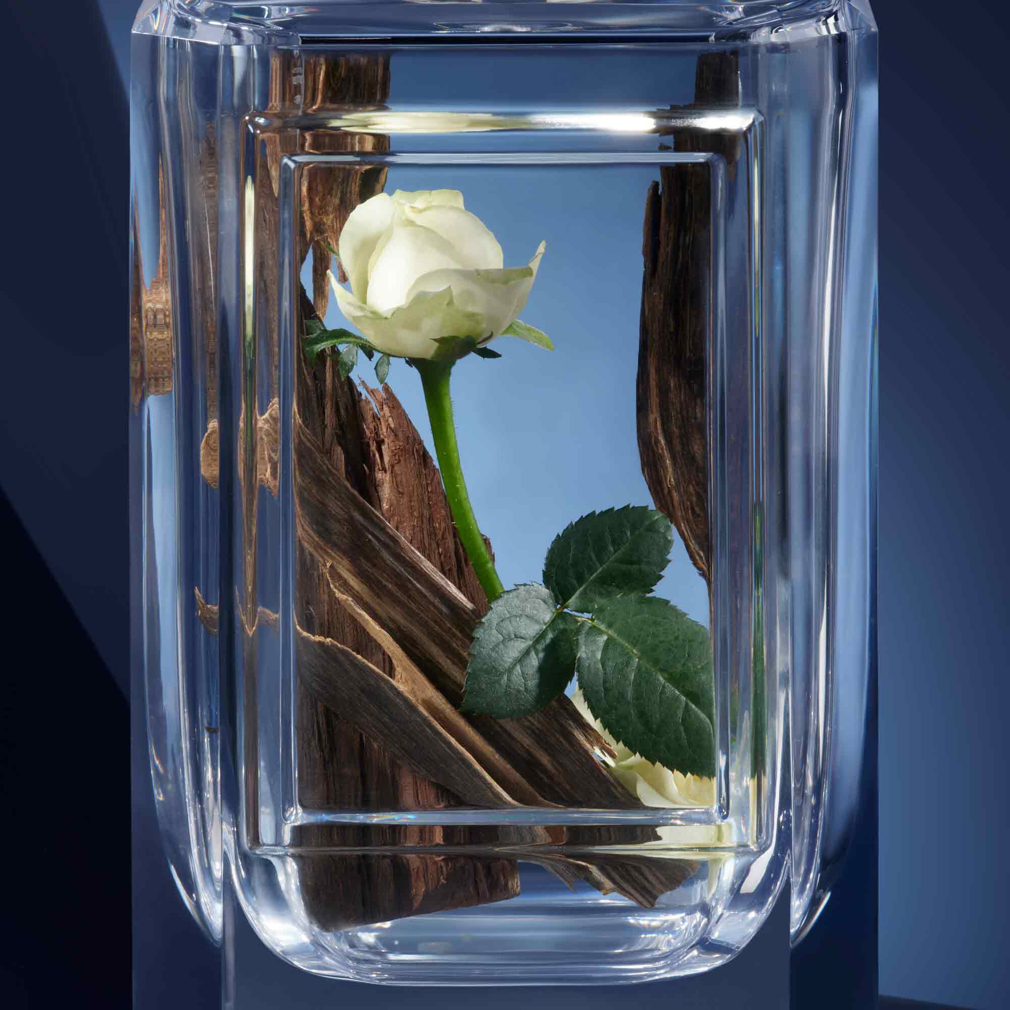 Prada miracle of the rose best sale