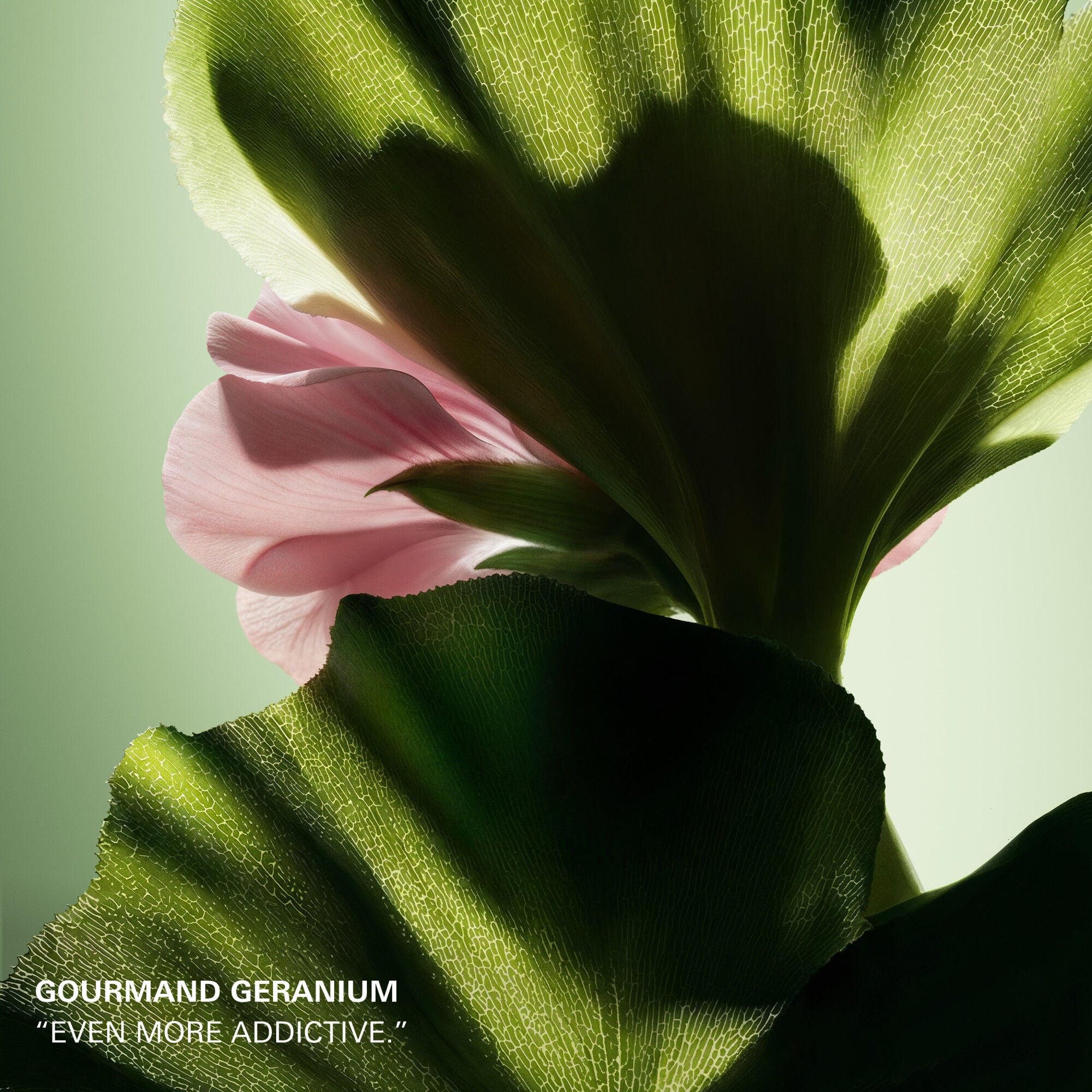 Paradigme Le Parfum