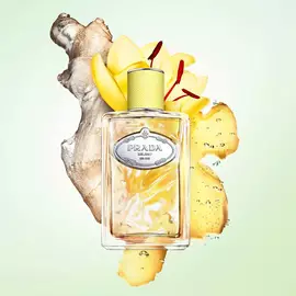 Les Infusions Discovery Set