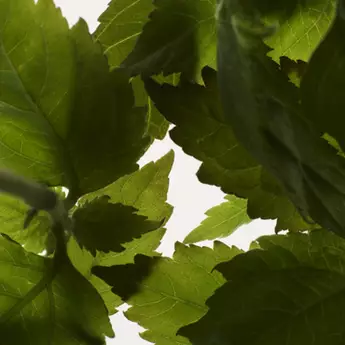 FRESH SENSUAL PATCHOULI