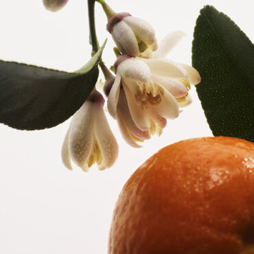 Prada orange blossom perfume online