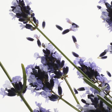 Lavender flowers.