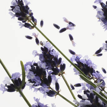 Lavender flowers.