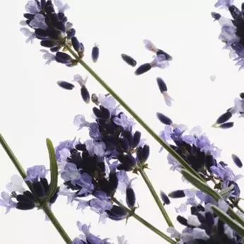 Lavender flowers.