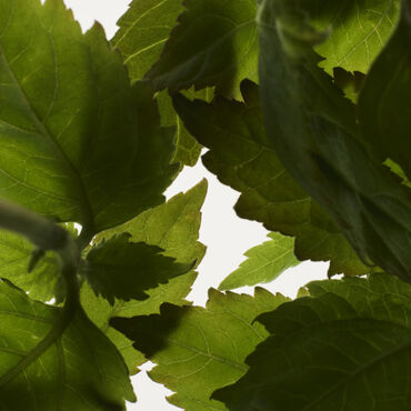 Patchouli leaves.
