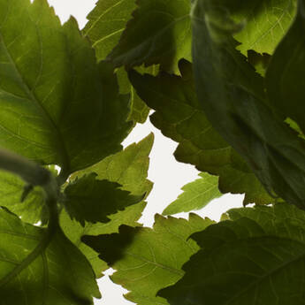 Patchouli leaves.