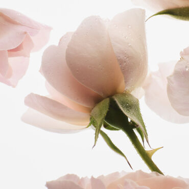 Prada miracle of the rose sales review