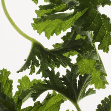 ELEGANT FRESH GERANIUM