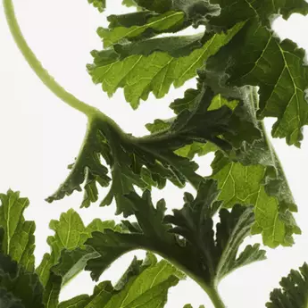 ELEGANT FRESH GERANIUM