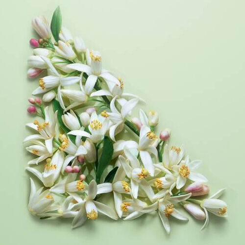 Prada Paradoxe Eau de Parfum | Prada Beauty Official Site