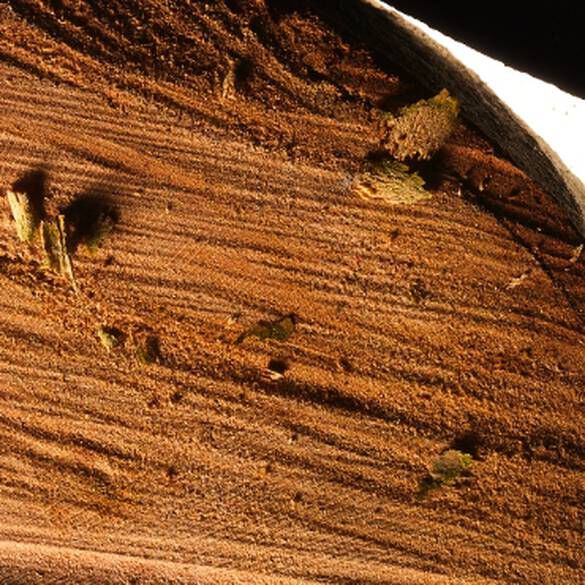 VIBRANT SENSUAL CEDARWOOD