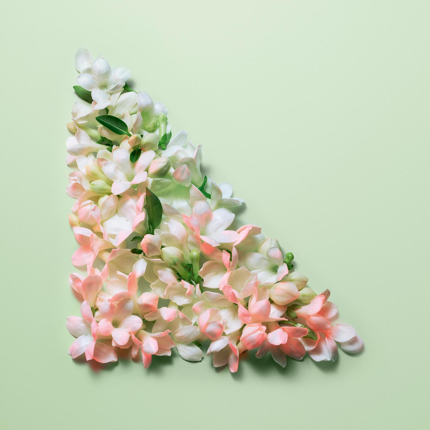 Jasmin flower