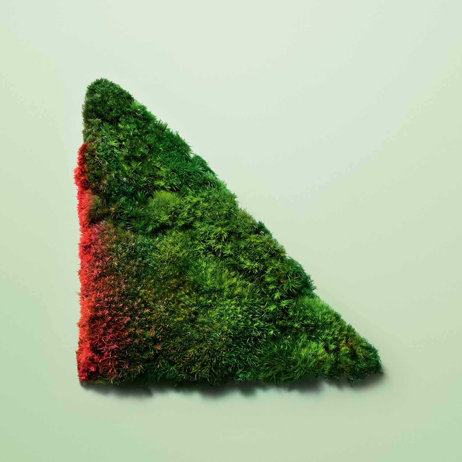 Moss