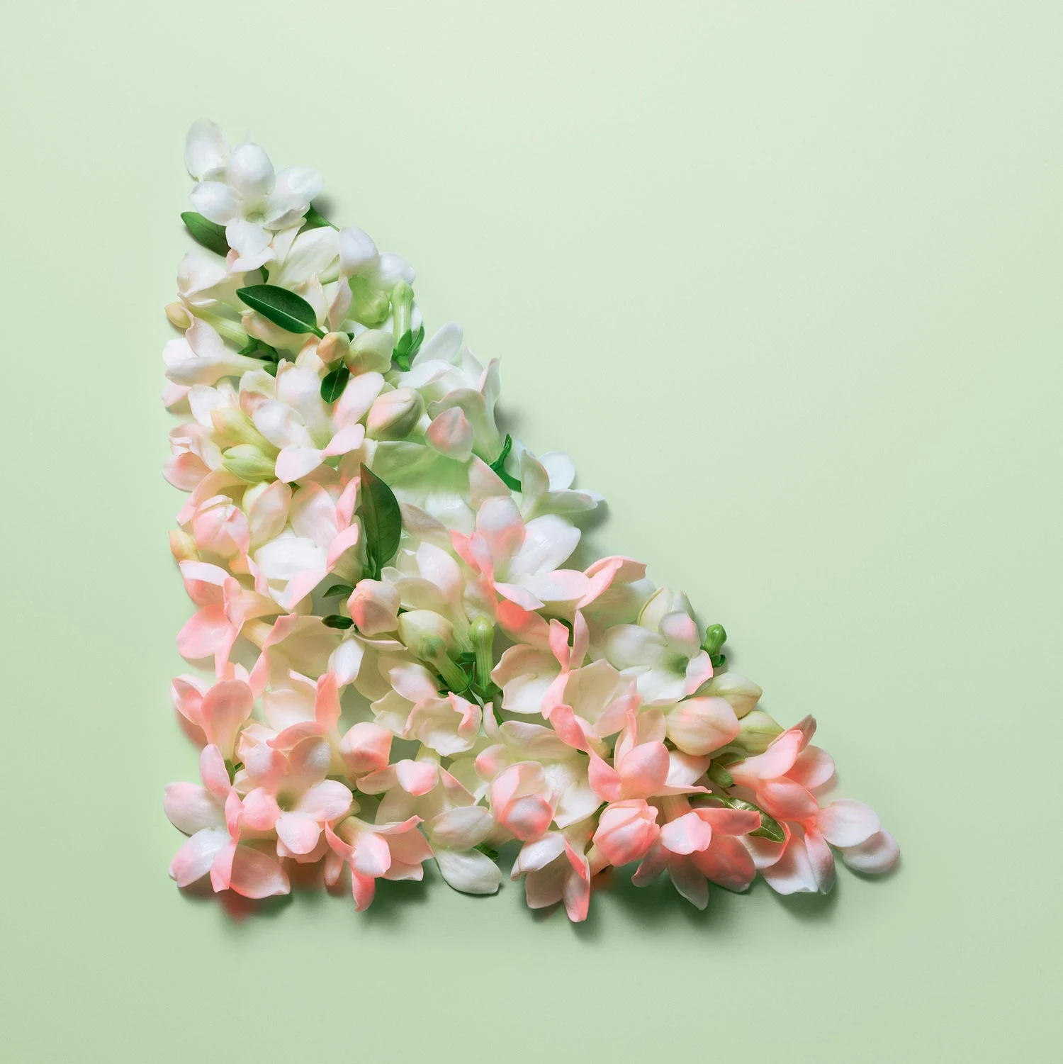 Jasmin flower